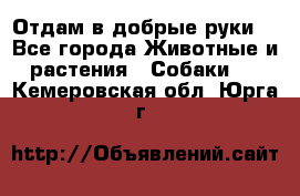 Отдам в добрые руки  - Все города Животные и растения » Собаки   . Кемеровская обл.,Юрга г.